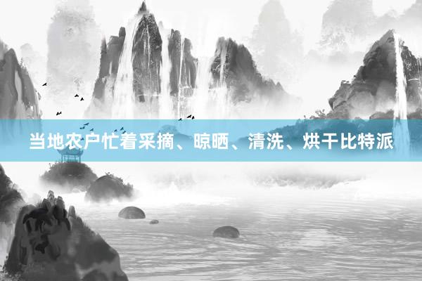 当地农户忙着采摘、晾晒、清洗、烘干比特派